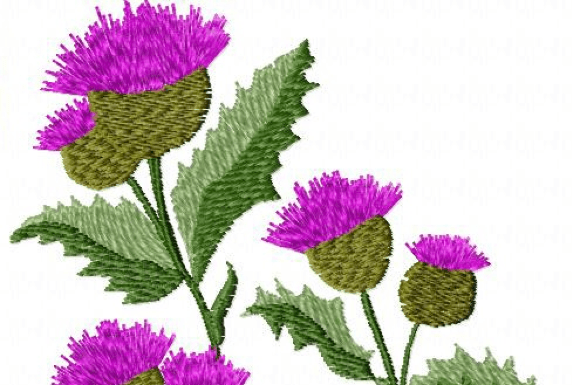 Wildflowers: A Burst of Natural Beauty